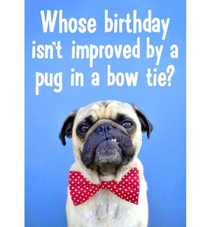 BD/Pug In A Bow Tie